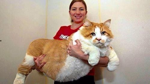 51吃瓜胖猫改编,揭秘娱乐圈那些不为人知的幕后故事