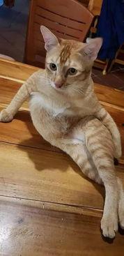 爆料泰国肥猫是谁啊视频,爆红网络背后的故事