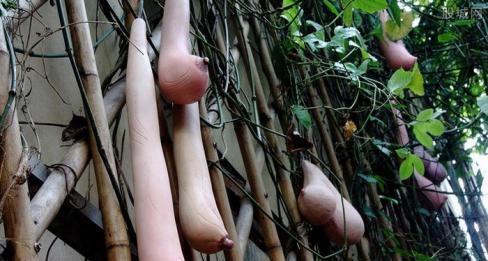 越南乳瓜可以吃吗,美味可口的食用指南