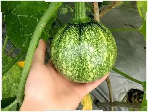 小拉姆吃瓜,小拉姆的瓜田奇遇记